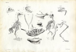 Anatomia, 1863-79 da Raimundo Petraroja